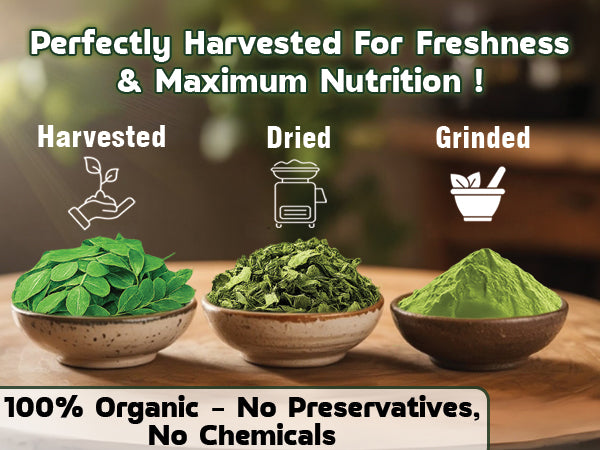NUTRIROOTZ Organic Moringa Powder 100g | Drumstick Leaves Powder | Rich in Vitamins | Superfood For Immunity, Digestion & Energy | Helps With Weight Loss, Hair & Skin